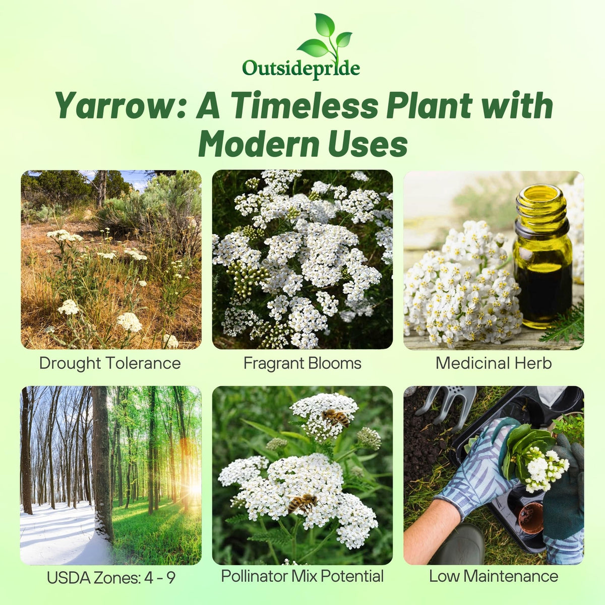 Outsidepride White Yarrow blooms in a sunlit garden add bright color to pollinator beds.