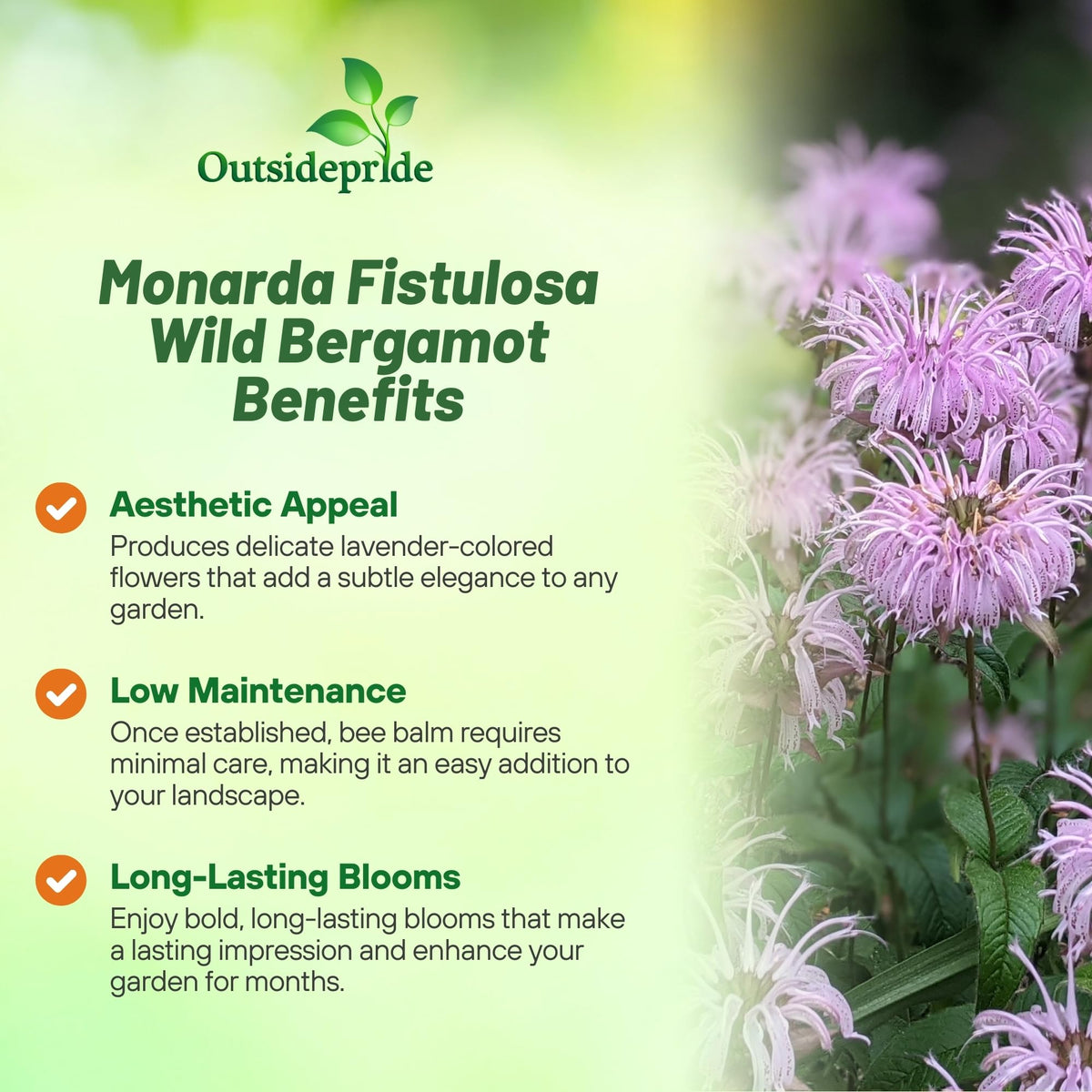 Fragrant Outsidepride Wild Bergamot leaves for aroma