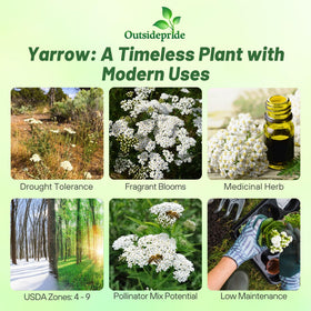 Outsidepride Wild White Yarrow blooms attract bees and butterflies.