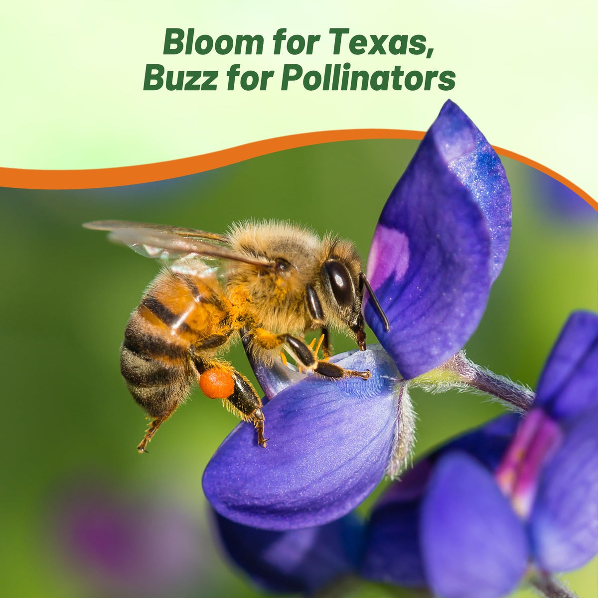 Outsidepride wildflower meadow featuring bluebonnets enhances drought-tolerant landscapes.