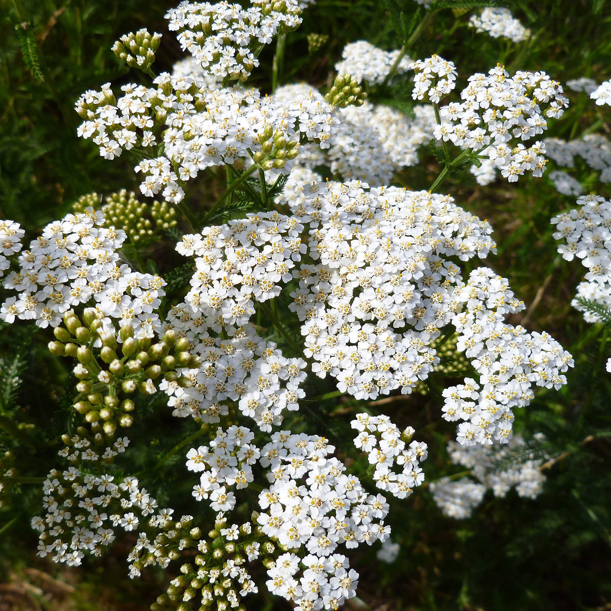 Outsidepride Meadow-ready yarrow enriches wildflower meadows.