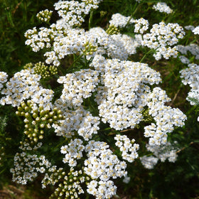 Outsidepride Meadow-ready yarrow enriches wildflower meadows.