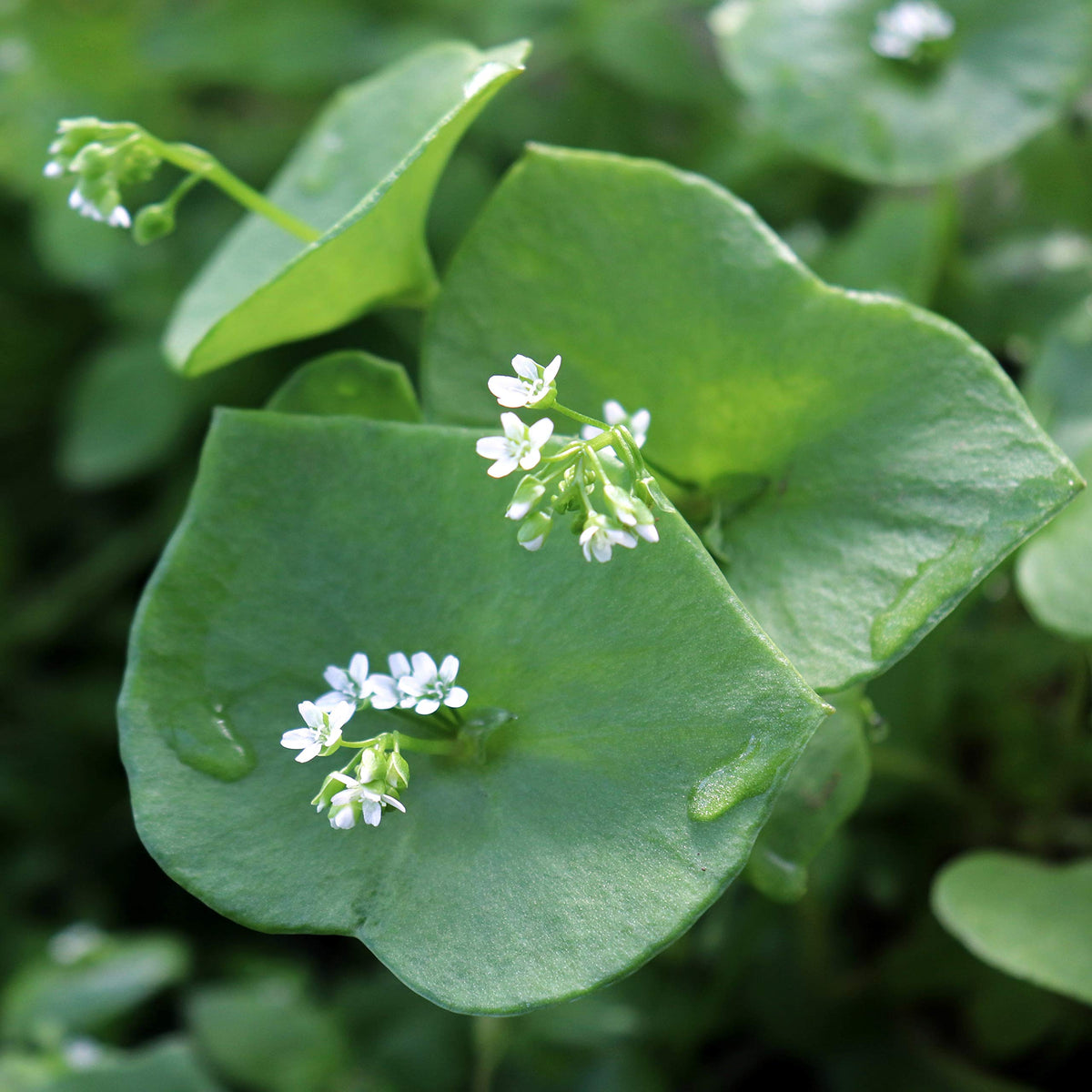 Outsidepride Winter Purslane as a low-growing ground cover for borders.