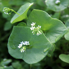 Outsidepride Winter Purslane as a low-growing ground cover for borders.