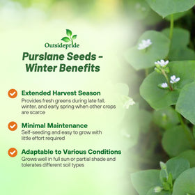 Outsidepride Winter Purslane seeds in a container with lush foliage.