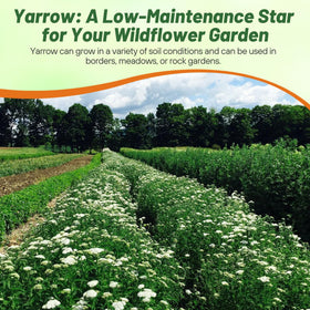 Outsidepride Spacing guidance supports healthy growth and airflow.