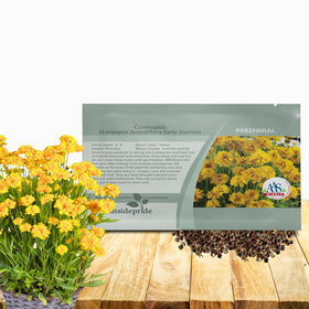 Outsidepride Yellow Early Sunrise Coreopsis seed packet adds bright border color