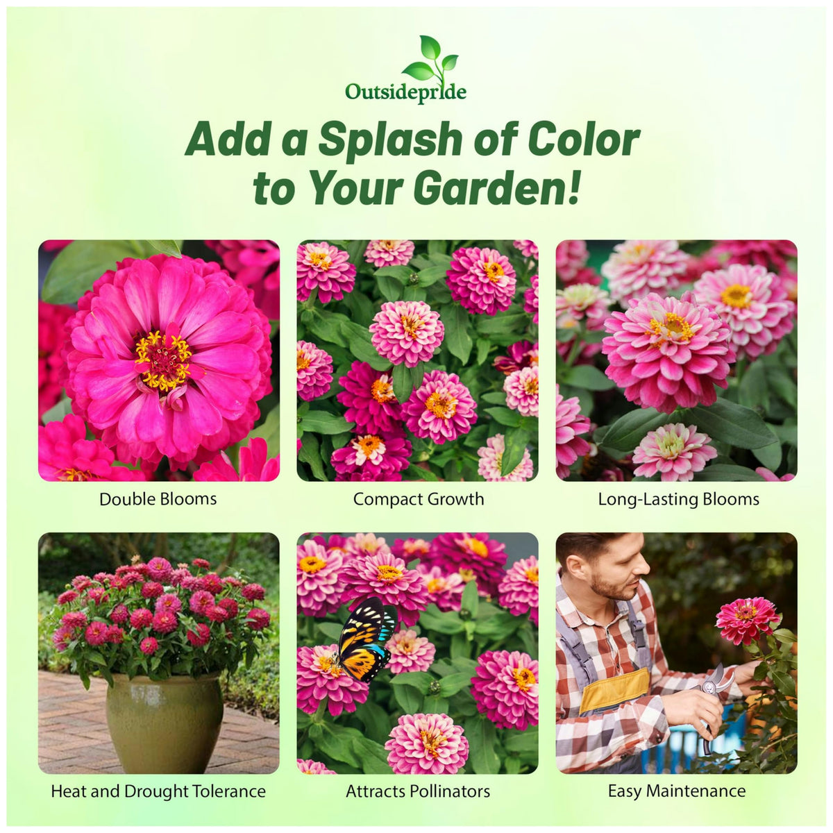 Outsidepride Zahara Double Raspberry Ripple Zinnia blossoms for borders and containers