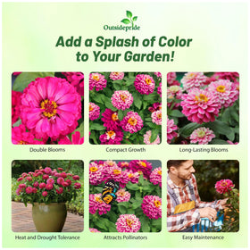Outsidepride Zahara Double Raspberry Ripple Zinnia blossoms for borders and containers