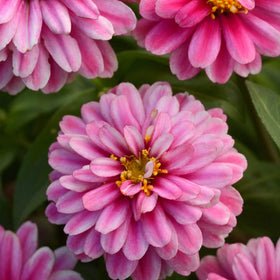 Outsidepride Zahara Double Raspberry Ripple Zinnia bed borders add color