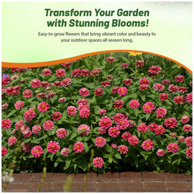 Outsidepride Zahara Double Raspberry Ripple Zinnia shown in a container garden setup