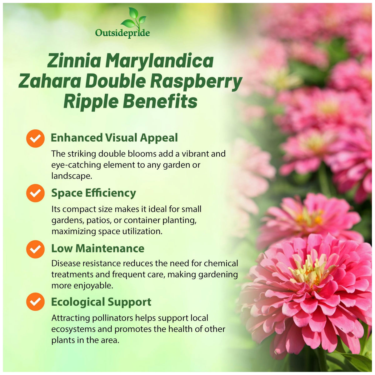 Outsidepride Zahara Double Raspberry Ripple Zinnia blooms thrive in hot sun