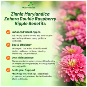 Outsidepride Zahara Double Raspberry Ripple Zinnia blooms thrive in hot sun