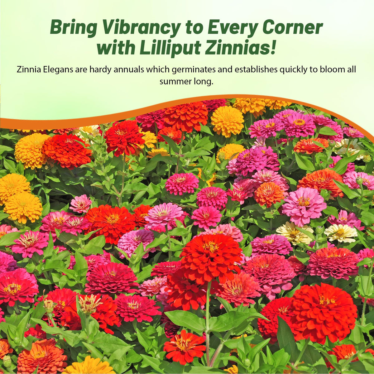 Outsidepride Zinnia Seeds cutting-garden ready blooms for fresh bouquets