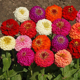 Outsidepride Zinnia Seeds easy-care annuals thrive in warm sun
