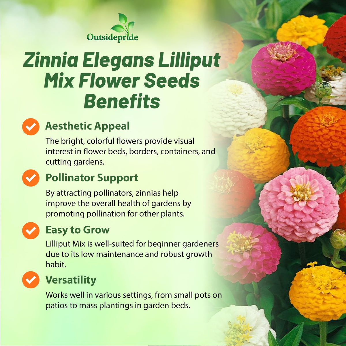 Outsidepride Zinnia Seeds pollinator-friendly space attracts butterflies and hummingbirds