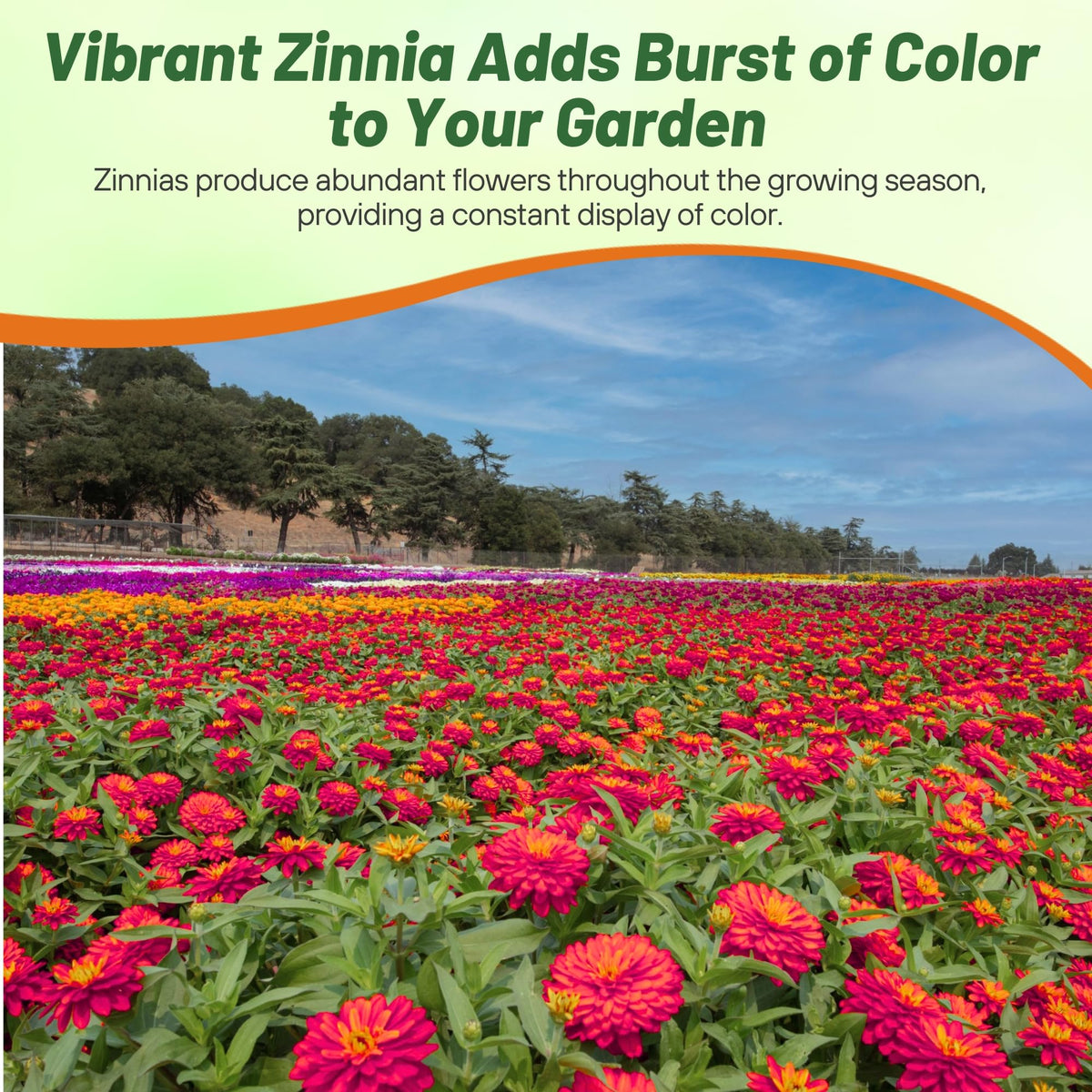 Outsidepride zinnia beds featuring an AAS-winning resilience