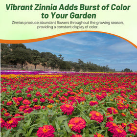 Outsidepride zinnia beds featuring an AAS-winning resilience