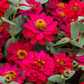 Outsidepride drought-tolerant zinnias suited to sunlit zones