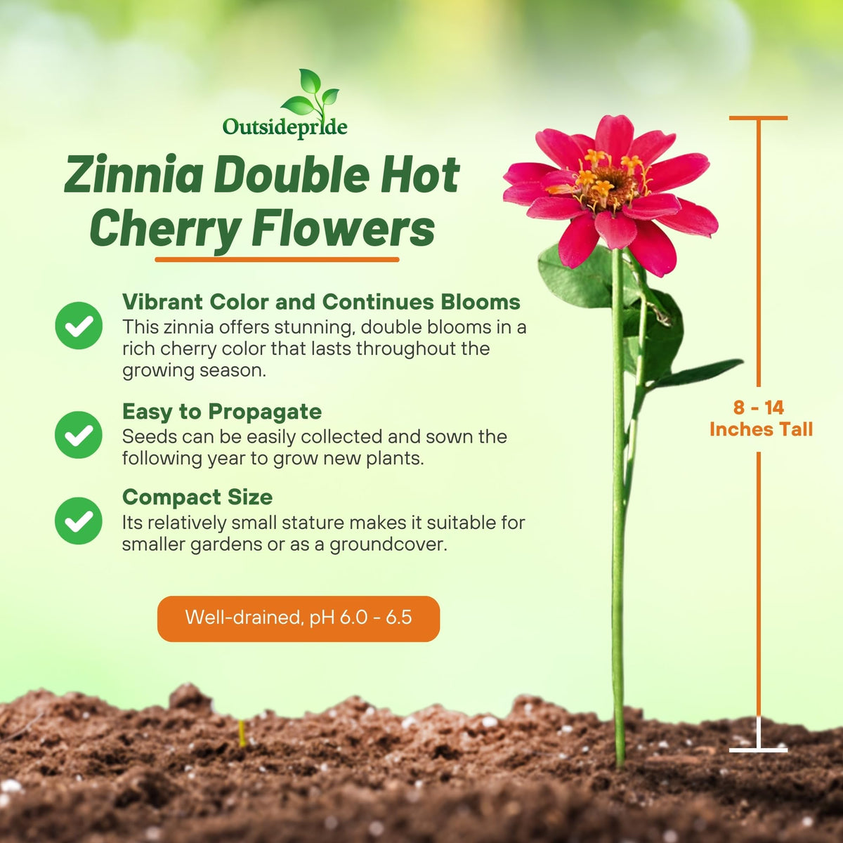Outsidepride zinnia profusion double hot cherry in a garden bed