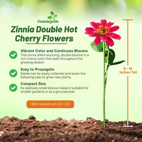 Outsidepride zinnia profusion double hot cherry in a garden bed