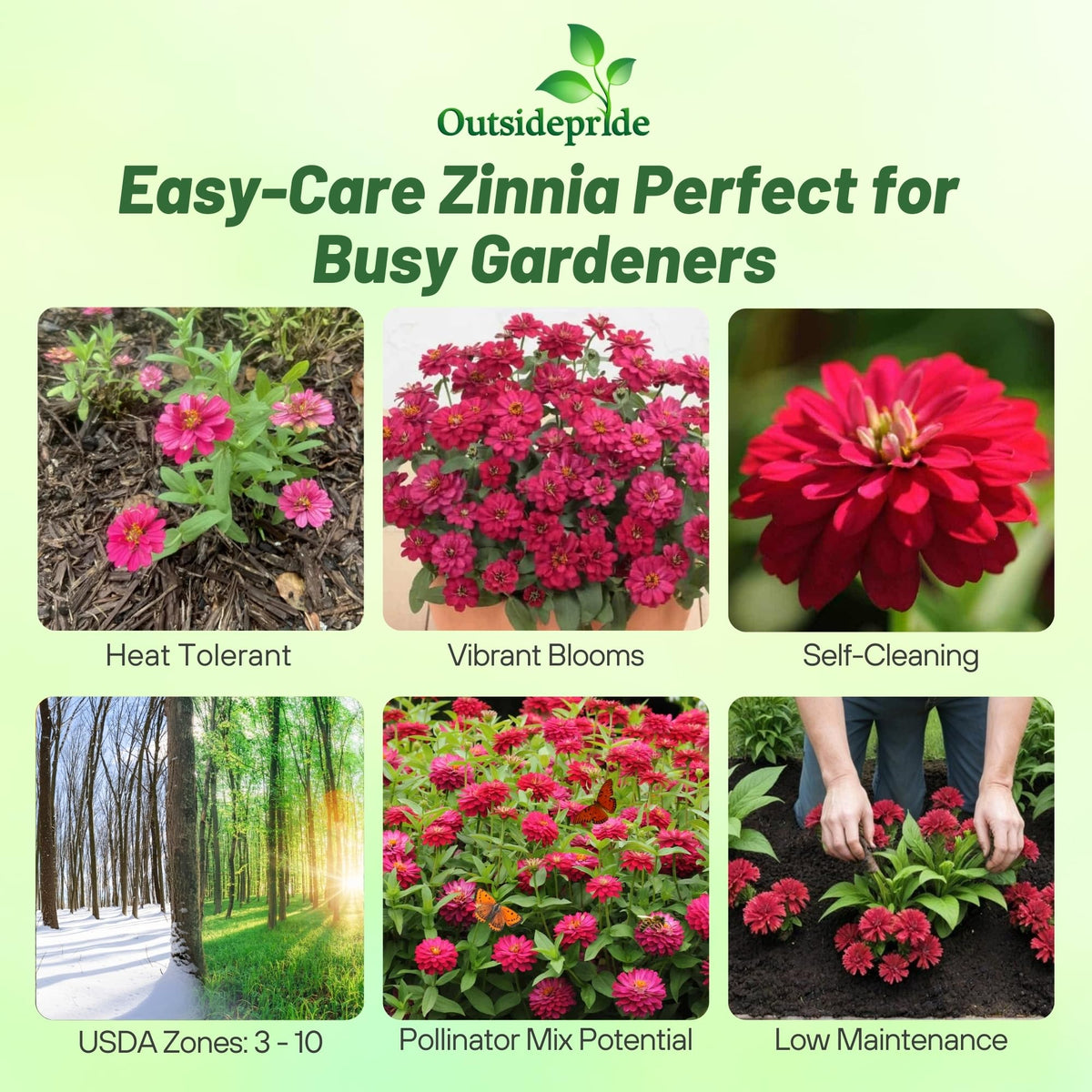 Outsidepride zinnia seeds seed packet for quick garden color