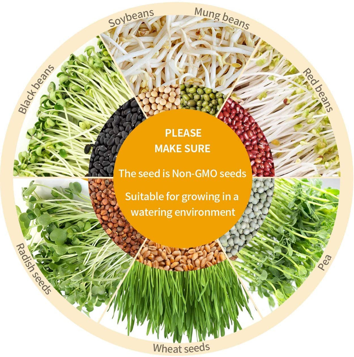 OYSIR versatile sprouter supporting mung beans, radish, alfalfa, broccoli sprouts