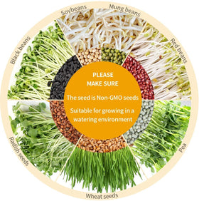 OYSIR versatile sprouter supporting mung beans, radish, alfalfa, broccoli sprouts