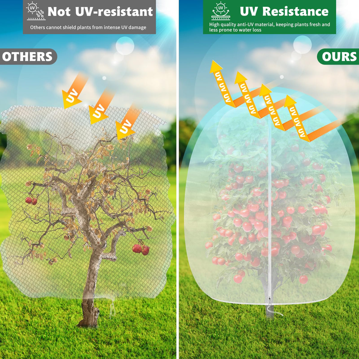 OZMI blueberry bushes protected by lightweight bird netting