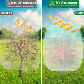 OZMI blueberry bushes protected by lightweight bird netting