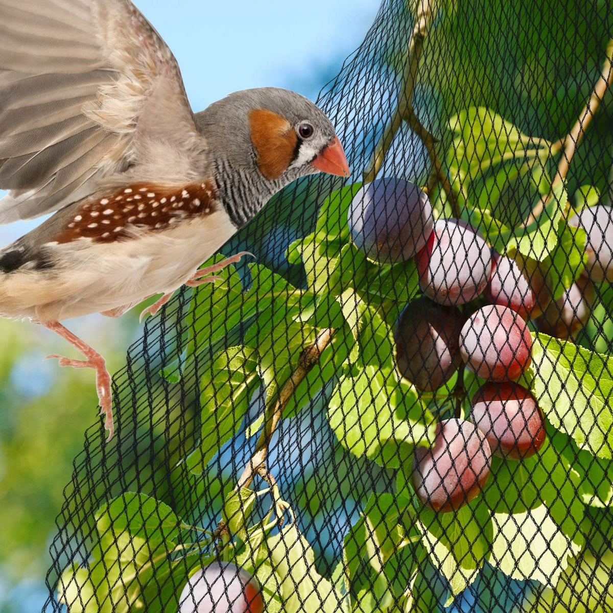 PACETAP netting protecting koi and goldfish from birds and cats.