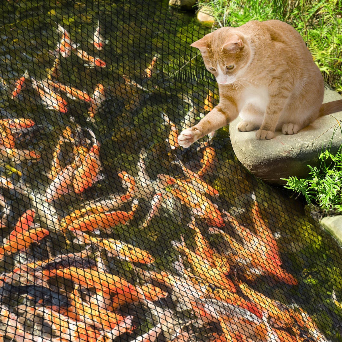 Netting blocks birds and other predators from koi in a pond