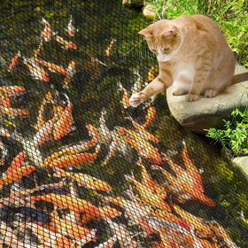 Netting blocks birds and other predators from koi in a pond