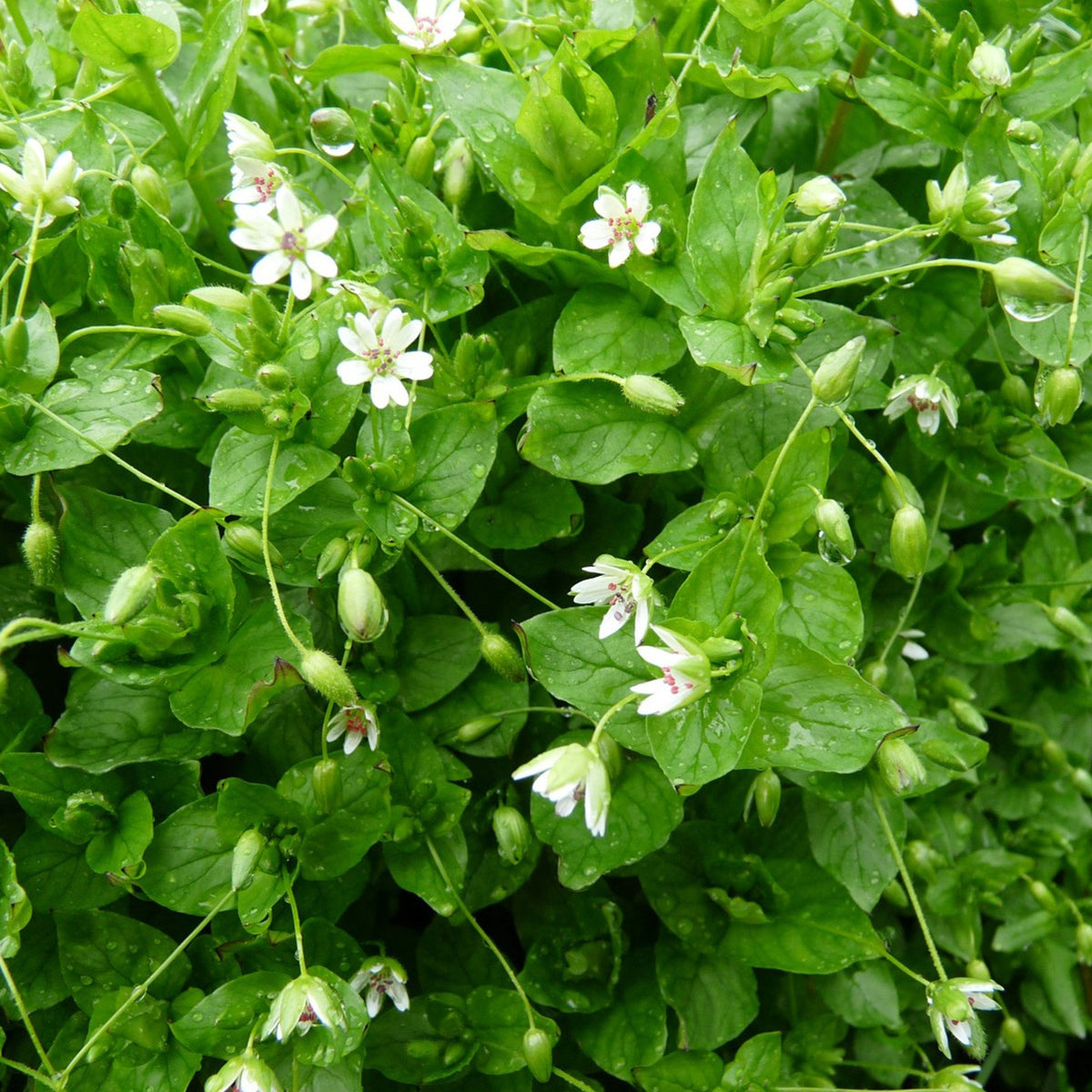 Palm Beach Chickweed seeds 100-pack ready for sowing in home gardens