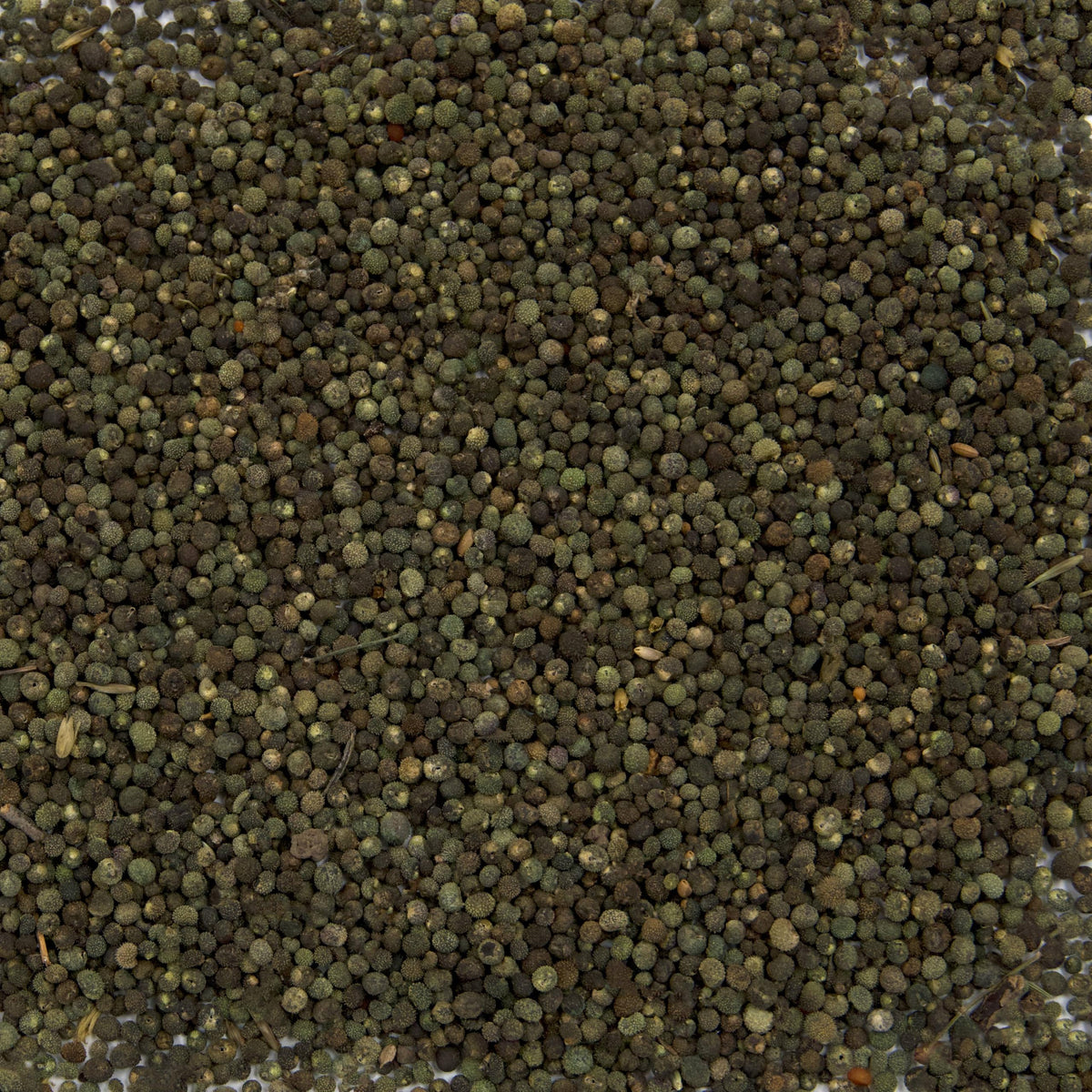 Palm Beach Medicinal Herbs cleavers leaves harvest image for traditional herbal tea and greens.