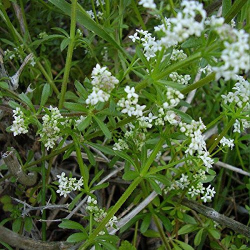 Palm Beach Medicinal Herbs cleavers seeds 20-pack for home foraging and spring greens.