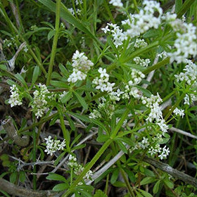 Palm Beach Medicinal Herbs cleavers seeds 20-pack for home foraging and spring greens.