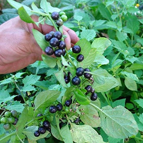 Palm Beach Medicinal Herbs garden huckleberry seeds for specialty gardeners seeking unique berries.