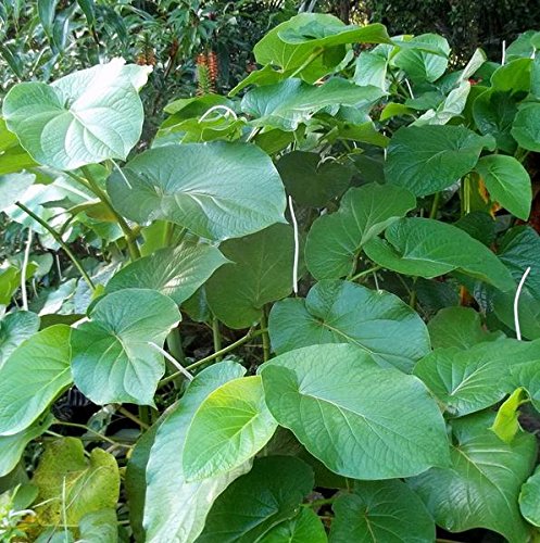 Palm Beach Medicinal Herbs Mexican Pepperleaf seeds for home gardens—grow flavorful hoja santa for cooking