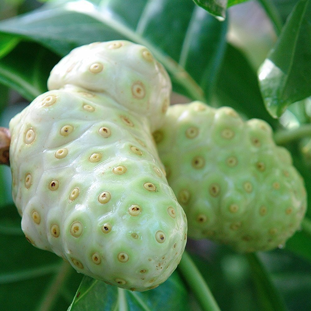 Palm Beach Medicinal Herbs Noni Tree seeds pack ready for sunny tropical cultivation.