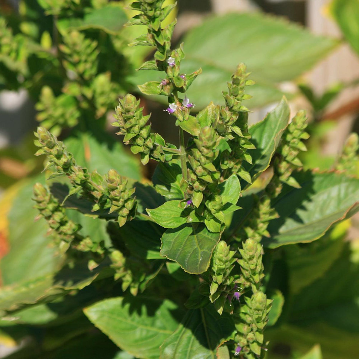 Palm Beach Medicinal Herbs patchouli aroma ready for aromatherapy or potpourri