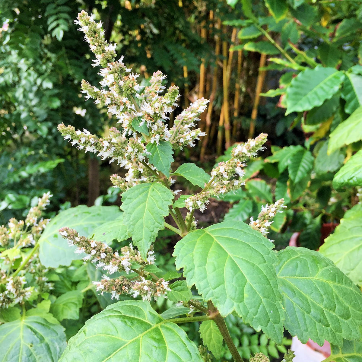 Palm Beach Medicinal Herbs patchouli seeds gift-ready for herbal enthusiasts
