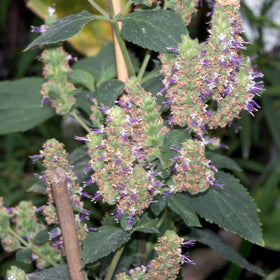 Palm Beach Medicinal Herbs patchouli plant in a pot
