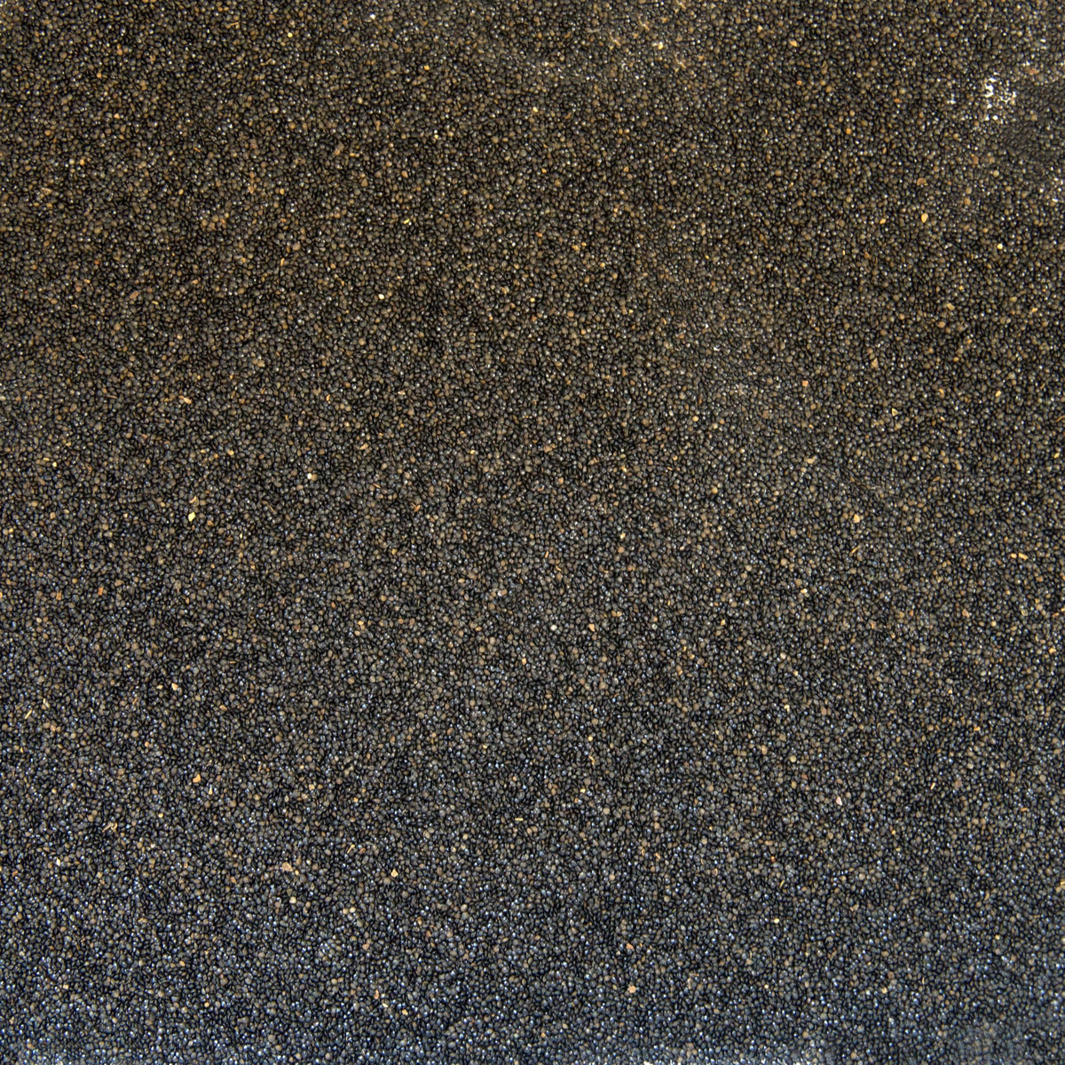 Palm Beach Medicinal Herbs patchouli seeds close-up highlighting earthy texture and potential aroma