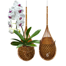 PANWA Super Sanctuary 6in basket hanging, showcasing sturdy natural bamboo for orchids.