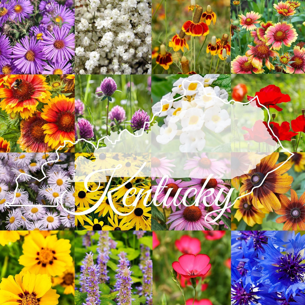 Paper Street Perennials Kentucky wildflower seed mix pack with a diverse bloom palette for pollinators