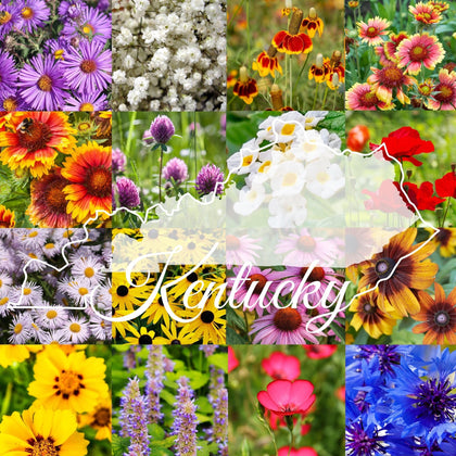 Paper Street Perennials Kentucky wildflower seed mix pack with a diverse bloom palette for pollinators