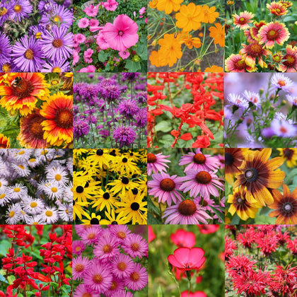 Paper Street Perennials NES region seed mix front view for pollinator-friendly plantings