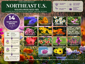 Paper Street Perennials wildflower seed close-up showing varied colors for vibrant gardens.