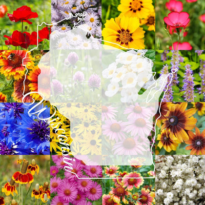 Paper Street Perennials Wisconsin wildflower seed pack—front view promoting pollinator-friendly garden.